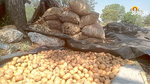 Potato Farming Losses