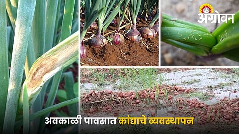 onion disease management after rainfall