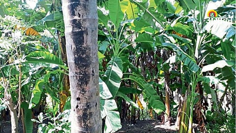 Agriculture Sales Center