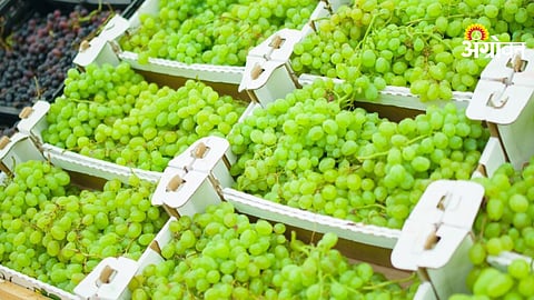 Grape export loss of 25 crore in India