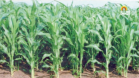 Soil fertility improvement using ammonium sulphate