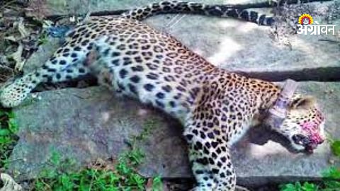 Leopard Death