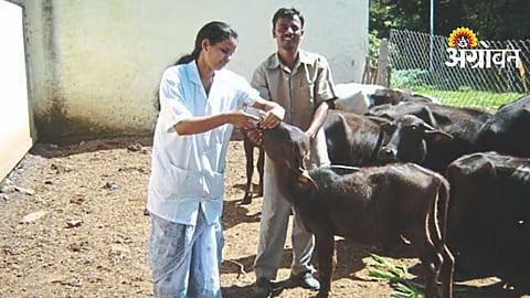 Livestock Treatment Services