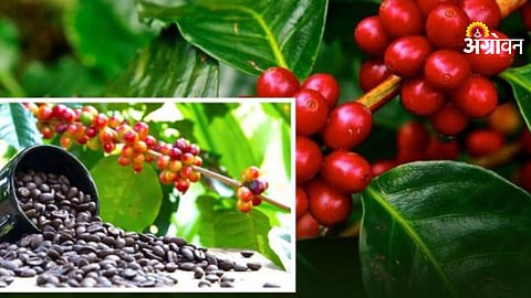 Melghat Coffee Branding