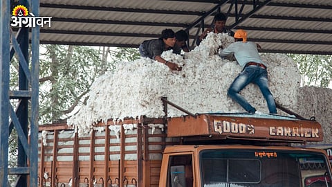 CCI Cotton Procurment