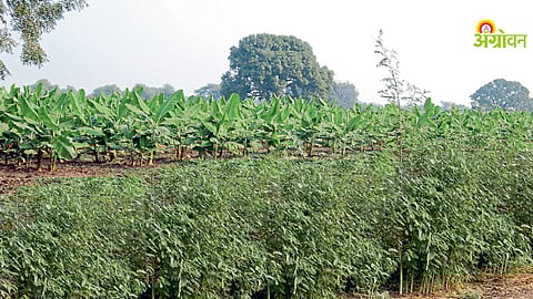 Agap banana cultivation method in Maharashtra