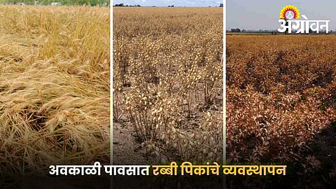 Crop management tips during unexpected rainfall