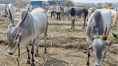 Livestock market activity in Khandesh Maharashtra