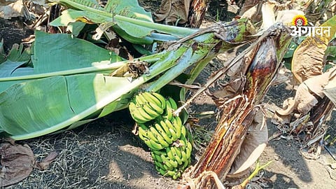 Farmers loss due to banana crop destruction