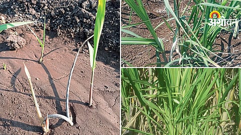 How to control whip smut disease in sugarcane farming