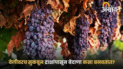 Grape drying method for raisin production