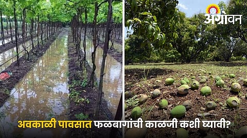 Protect fruit orchards during unseasonal rain