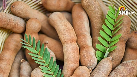 Impact of rising tamarind demand on farmers income