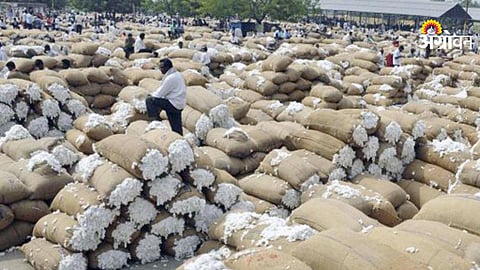 Cotton procurement delay affecting farmers income