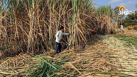 Impact of sugar mill capacity on sugarcane procurement