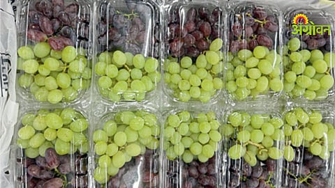 Grape packing material price increase in India