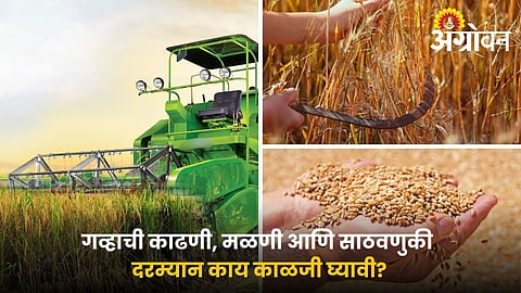 Wheat harvesting and storage tips for farmers