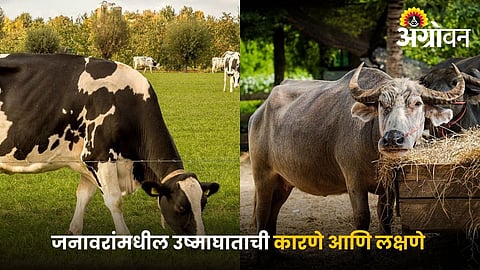 Heat stress symptoms in cows and buffaloes