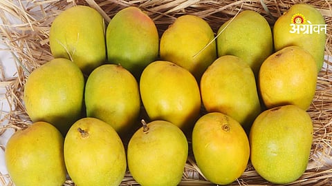 Alphonso mango shortage in Maharashtra