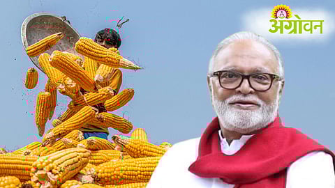 Maize Procurement