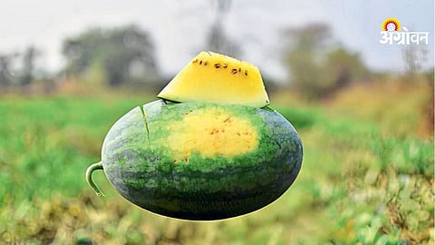 Yellow Watermelons