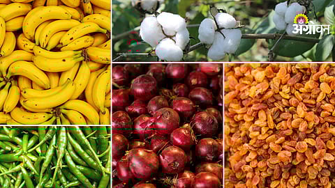 Daily agri commodity price update Maharashtra