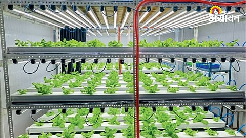 Hydroponic System