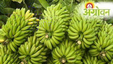 Horticulture Production