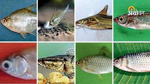 Benefits of eating small local fish regularly