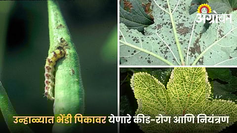 Control of Sucking pest, fruit borer and yellow vein mosaic in Summer Okra Crop 