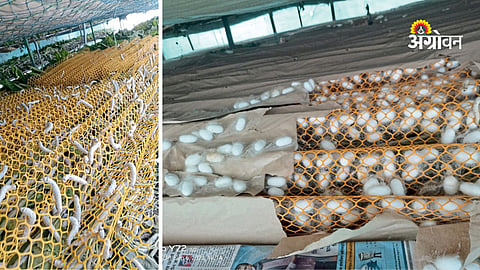 Sericulture farming success story in Maharashtra