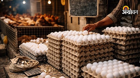 Impact of low demand on egg prices India