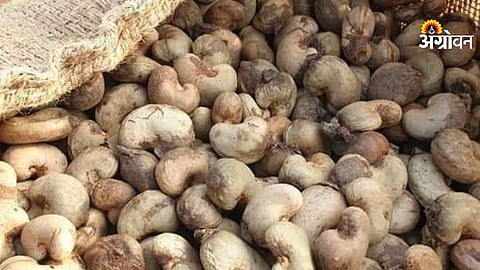Cashew Procurement