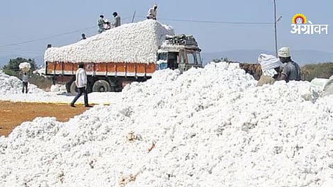 CCI cotton purchase stop impact farmers