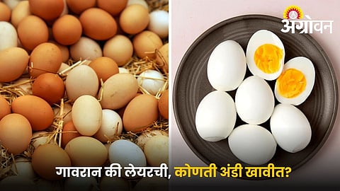 Difference between desi eggs and layer eggs nutrition
