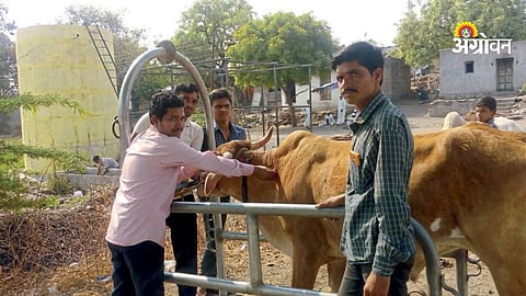 livestock vaccine production in Maharashtra India