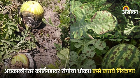 Watermelon disease control after unseasonal rain India