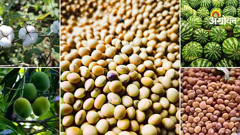 Agri market prices for crops in maharashtra