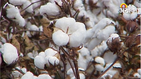 Cotton Production