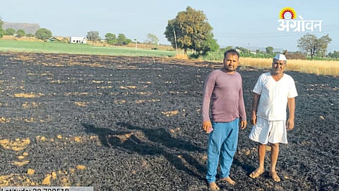 Wheat crop destroyed by fire in Maharashtra farmer loss