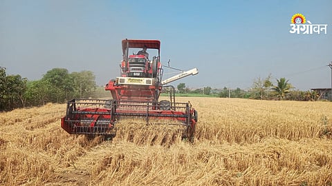 Wheat harvesting in Pune division Maharashtra 2026