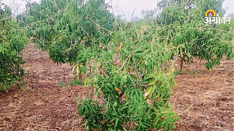 Mango production issues due to weather India