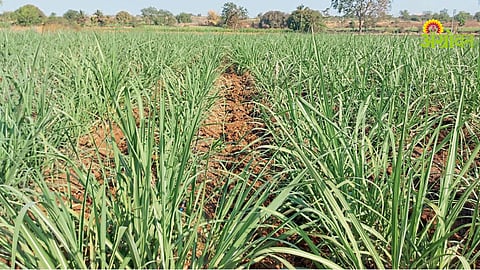 Sugarcane Production Drops