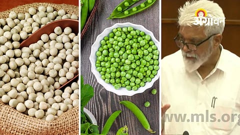 Mid day meal scheme scam Maharashtra peas supply issue