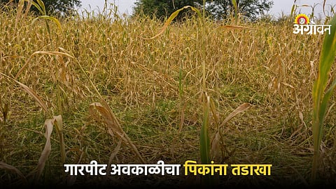 Hailstorm and unseasonal rain crop damage in maharashtra