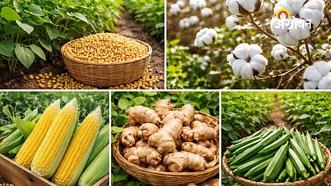 Market price trend in Maharashtra today