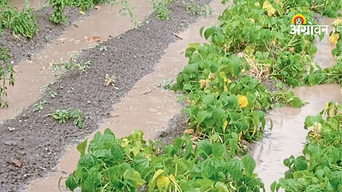 Unseasonal Rain and Hailstorm Hit Pune District, Farmers Suffer Loss