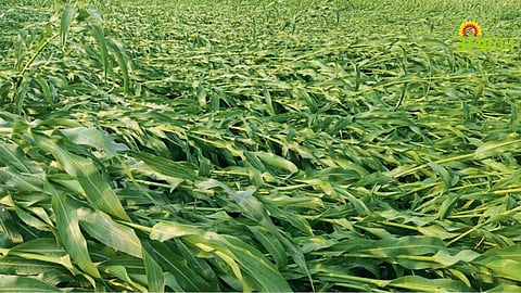 Unseasonal Rain Damage