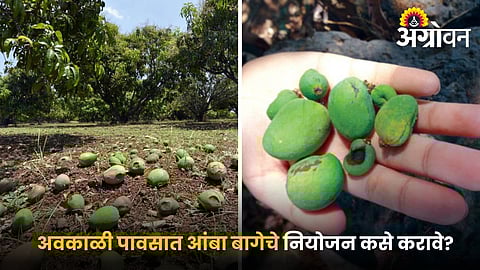 Mango fruit drop control after rain