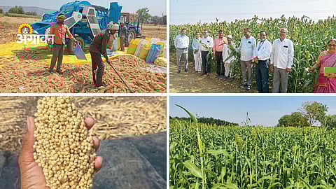 Low-Cost Jowar Crop Gains Popularity Among Farmers